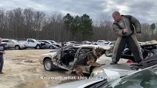 Astro's Personal Protection Dogs