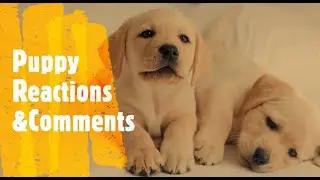 Puppies!