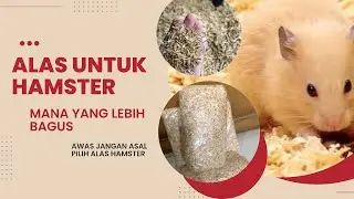 ALAS KANDANG UNTUK HAMSTER !!! jangan asal pilih ‼️‼️