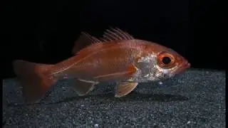 アカムツ　Doederleinia berycoides