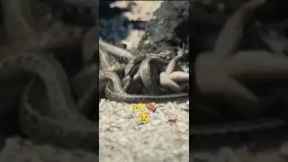 Baby Iguana vs Snakes: The Great Escape 🐍🦎 #Survival