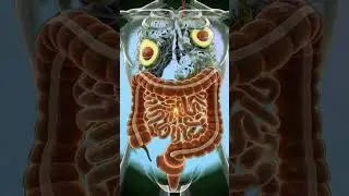 What Happens Inside Your Body When You Eat Avocado🥑| 3D Medical Animation