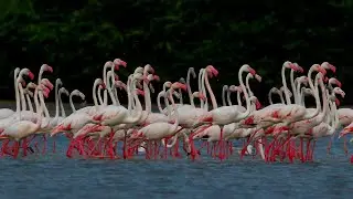 Ramanathapuram: A Fragile Coastal Ecosystem. #Ramanathapuram #aivideo #ecosystem #coralreef
