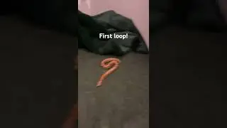 PERFECT LOOP! #loop #fyp #shorts #viral #trending #trending #tiktok