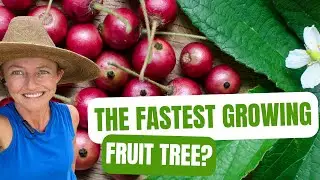 Panama Berry: The Fast-Growing Fruit Tree You&rsquo;ll Wish You Planted Sooner! #fruittrees #fastgrowing