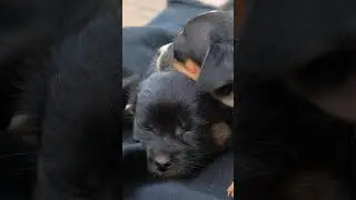 Adorable puppy nap time 🐶✨ Cuteness overload while sleeping!