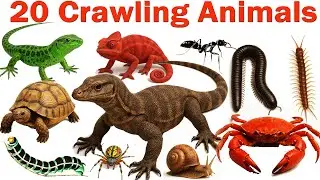 20 Crawling Animals Names | रेंगने जानवरों के नाम | Different Types Crawling Animals for Toddlers