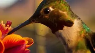 Free Stock Footage: Slow-Motion Hummingbird Feeding at Desert Bloom &ndash; HD Nature Clip🐦