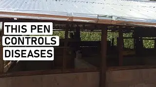 Cheap Way To Build A Pig Pen That Controls Diseases