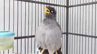 MAsteran Jalak Kebo Pastol Biar Cepat Bunyi Eps 776