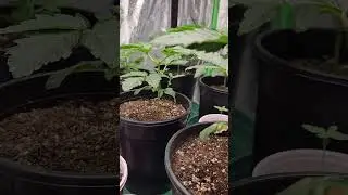 outdoor winter cannabis grow week 4 of veg under the sq300w pro from photontek