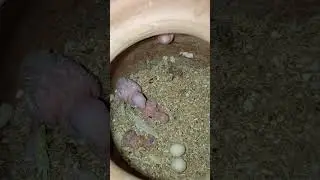 Alan walker song  in parrots setup😍🥰#lovebirds#mrdanish