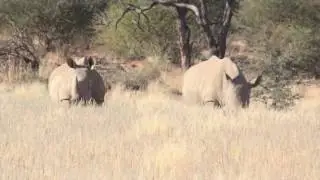 Namibian PH on Rhino Conservation