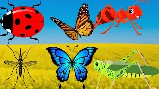 amazing wild INSECT sounds compilation