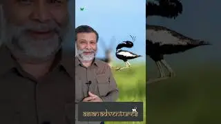 Discover The Joys Of Monsoon Birding