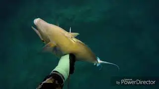 Guam spearfishing  2019