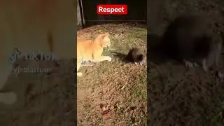 Billi or choohy ki lrrai#funnycatandmous#trendingshort#ytshort #youtubeshorts