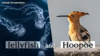 Jellyfish, Hoopoe [Animal Documentary]