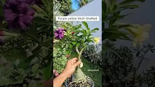 Rare Imported Multi - Grafted Adenium Plant Online Shopping 🌱 #adenium #flowers #plants #gardening