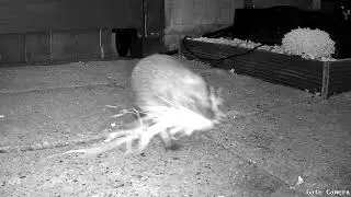 Hedgehog with bedding!