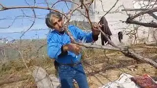 تقليم العنب  10-1- 2023