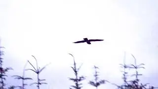Nightjar flight in Upper Teesdale