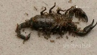 Scorpions 🦂: The Ultimate Survivors!