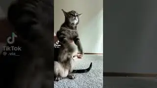 Jelly Belly Dancer 🤣😁❤️ #cat #funnyshorts #belly #haha #cutenessoverload