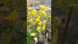 Beautiful flowers 💐 blooming #flowers #ytshorts