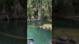 How many sliders stay on the log? #turtles #waverunner #slidders #Florida #springs #wildlife