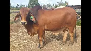 Lot 8 RIUNA M641/0 (PS)