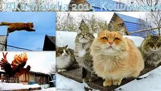 Pooh and Lapych 2015 Siberian Farm cats March 2012 ЛЕТАЮЩИЙ ПУХПавловский Петух полёт