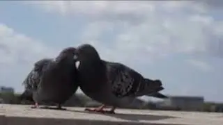 4 M   Na pazovskej vezi