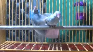 Java Sparrows mating behaviour