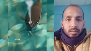 How Banded archer fish catch and eat insects!