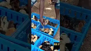 Sonali pure Day old chicks supplied to the poultry Farmars||RR Farms 983 983 1393
