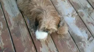 Puppy chasing ball