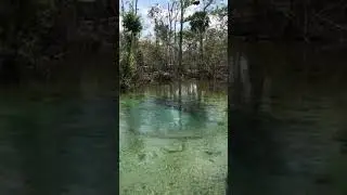 Williford Spring, Ecofina Creek