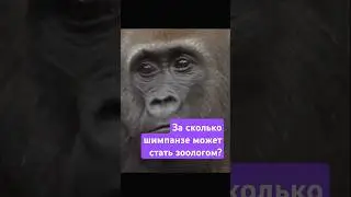 Сколько займет эволюция шимпанзе в человека?