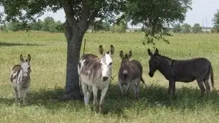 Adopt A Donkey From The Houston SPCA