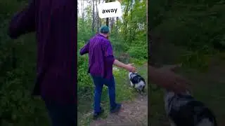 Dog Alertness Save The Baby Goat #shorts