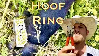 Something Is Stuck On This Cow's Hoof!
