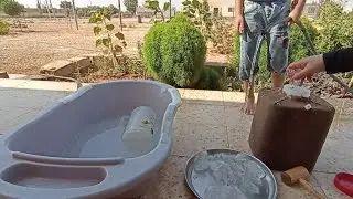 ناس بتتقلى وناس بتتفلى😫طلب عجيب من ابو احمد، روتين ريفي صباحي مع هريسة للسهرة بليالي الصيف