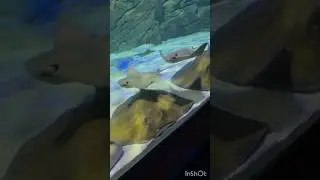 వింత చేపలనుచూసేద్దాం రండి మరి #fish #trending  #viralvideo #viralshort #canada #viral #water #trend