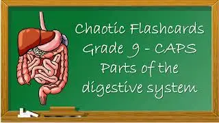 Flashcards - Digestive system anatomy - Grade 9