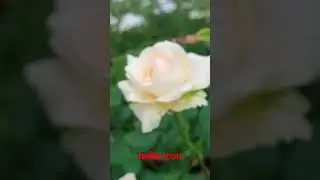 white and yellow rose #indiaicon