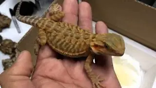 Bearded Dragon Packing and Shipping