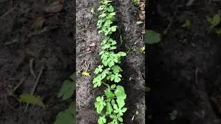 Belize konjo Eco farm community