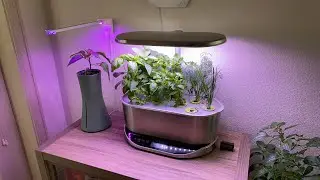 AeroGarden Review - Is It Worth It? Day 35