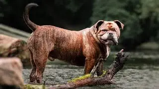 12 Things You Didn&rsquo;t Know about the English Bulldog